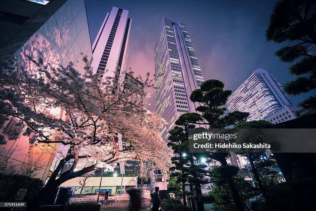 Sakura Tree at Urban Night