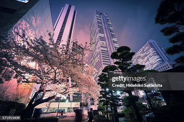 sakura tree at urban night - tokyo japan cherry blossom stock pictures, royalty-free photos & images