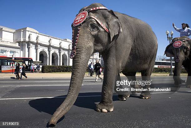 Elephants walk past Union Station along Massachusetts Avenue during a parade from the DC Armory to the Verizon Center March 27, 2006 in Washington,...