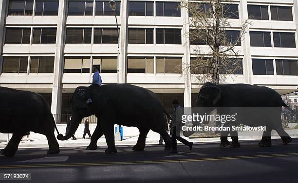 Elephants walk along Massachusetts Avenue during a parade from the DC Armory to the Verizon Center March 27, 2006 in Washington, DC. Elephants and...