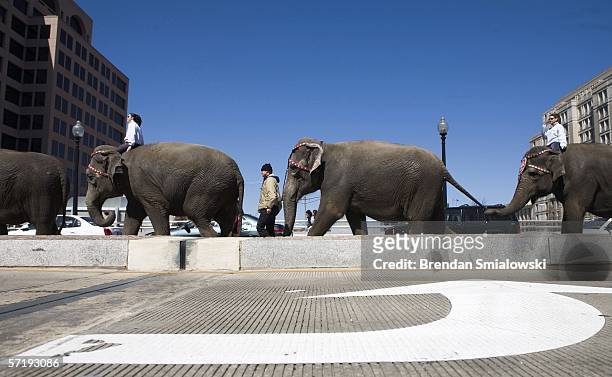 Elephants walk along Massachusetts Avenue during a parade from the DC Armory to the Verizon Center March 27, 2006 in Washington, DC. Elephants and...