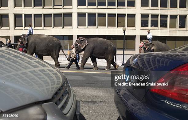 Elephants walk along Massachusetts Avenue during a parade from the DC Armory to the Verizon Center March 27, 2006 in Washington, DC. Elephants and...