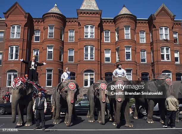 Elephants pause while walking along Massachusetts Avenue during a parade from the DC Armory to the Verizon Center March 27, 2006 in Washington, DC....