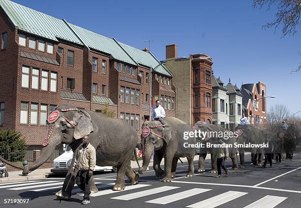 Elephants walk along Massachusetts Avenue during a parade from the DC Armory to the Verizon Center March 27, 2006 in Washington, DC. Elephants and...