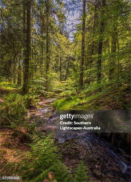 simonsbath forest - simonsbath stock pictures, royalty-free photos & images