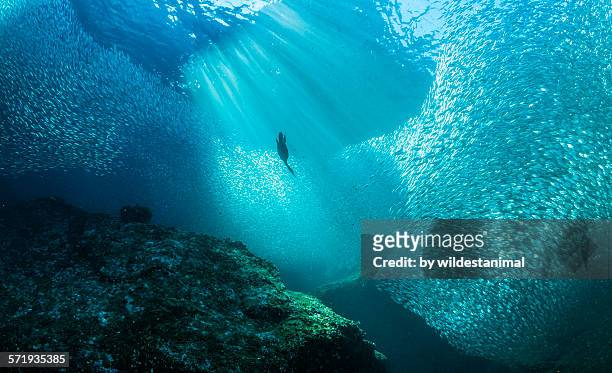 diving into bait fish - subacuático fotografías e imágenes de stock
