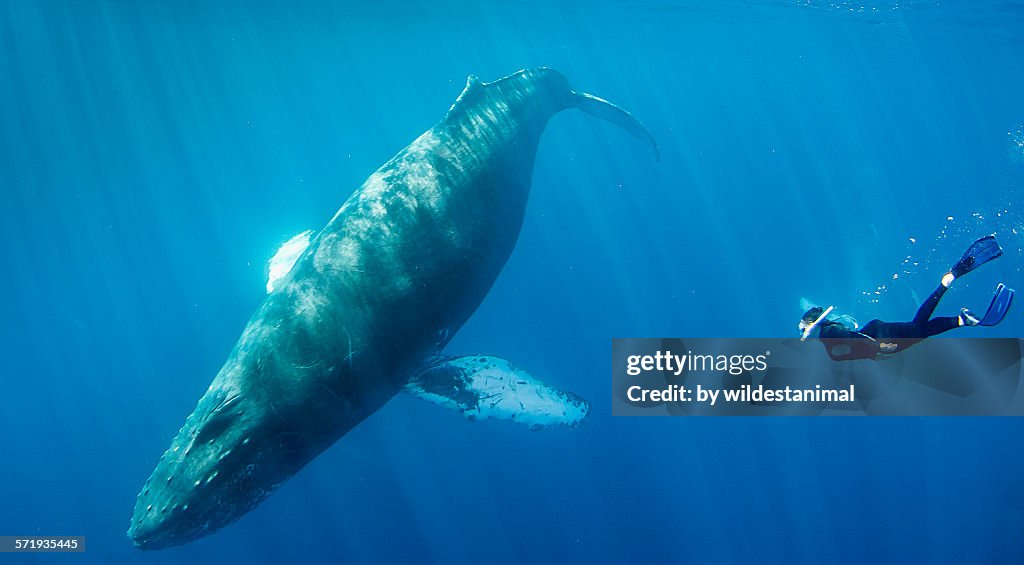 Free diving with giants