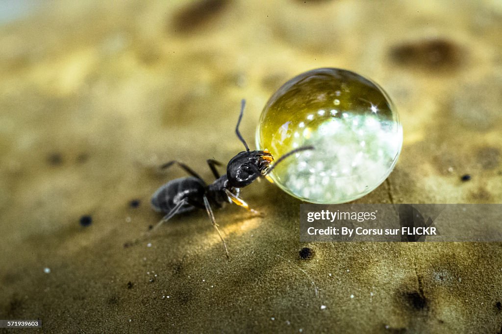 Ant and honey