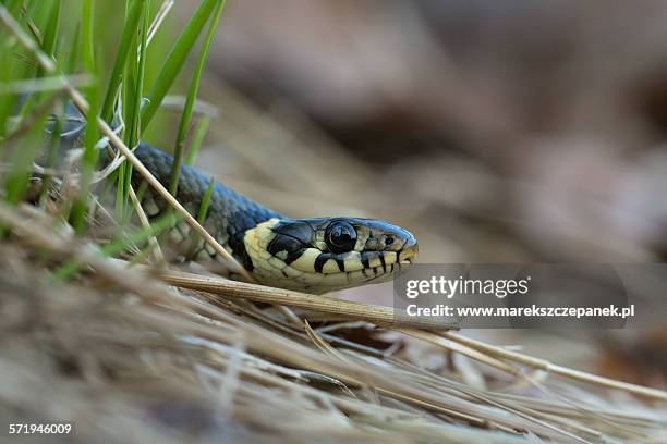 grass snake - grass snake stock pictures, royalty-free photos & images
