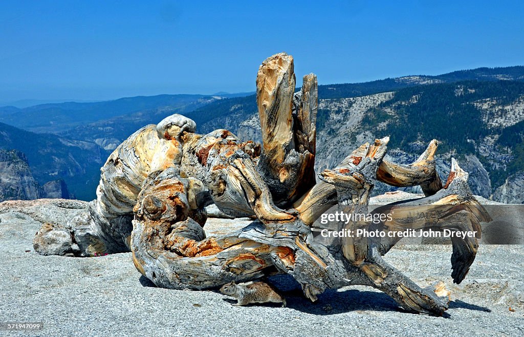 Sentinel Dome Tree Jeffrey Pine On Sentinel Dome High-Res Stock Photo - Getty Images