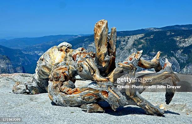 jeffrey pine on sentinel dome - pinus jeffreyi stock pictures, royalty-free photos & images