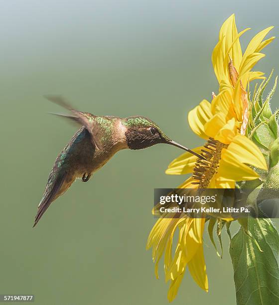 ruby-throated hummingbird - ruby throated hummingbird stock pictures, royalty-free photos & images