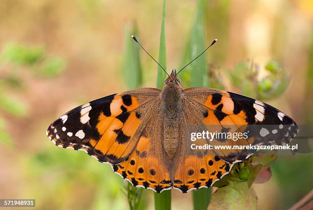 painted lady butterfly - painted lady butterfly stock pictures, royalty-free photos & images