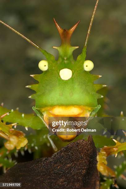 panacanthus cuspidatus iii - spike headed katydid stock pictures, royalty-free photos & images