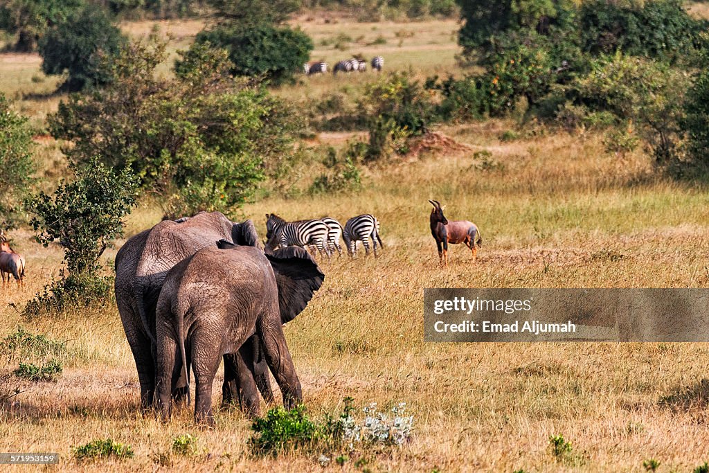 Elephant at Masai Mara National Reserve, Kenya