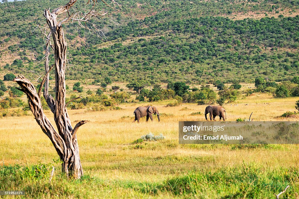 Elephant at Masai Mara National Reserve, Kenya