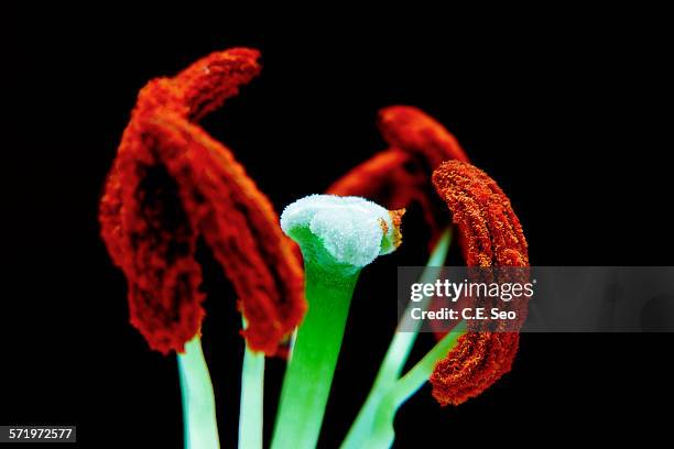 lilium flower pollination - stamper stockfoto's en -beelden