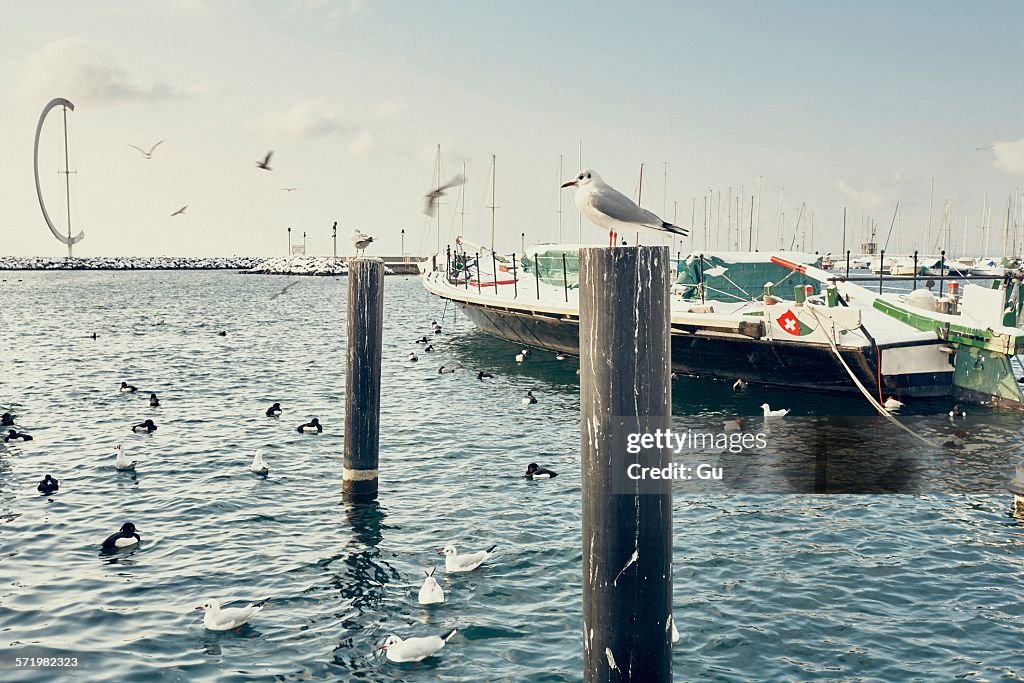 Boats and seabirds on Lake Geneva waterfront, Lausanne, Switzerland