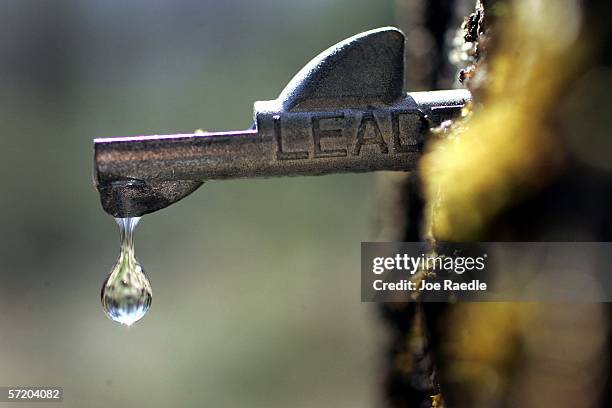 Drop of fresh sap falls from a tap in a maple tree March 28, 2006 in Bowdoin, Maine. Earle Mitchell and his wife Penny Savage run the maple syrup...