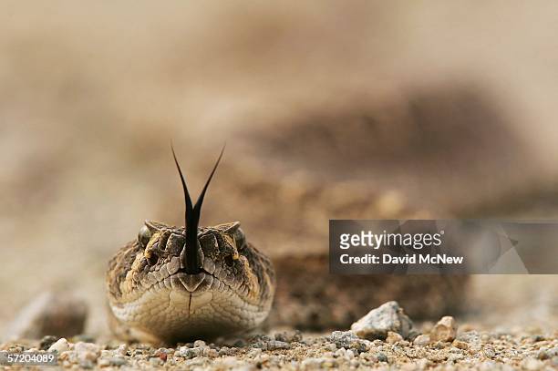 Rattlesnake tastes the air on the Cabeza Prieta National Wildlife Reserve on March 27, 2006 near Ajo, Arizona. Because of escalating environmental...