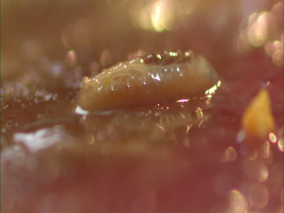 533 Rotting Texture Stock Videos, Footage, & 4K Video Clips - Getty Images