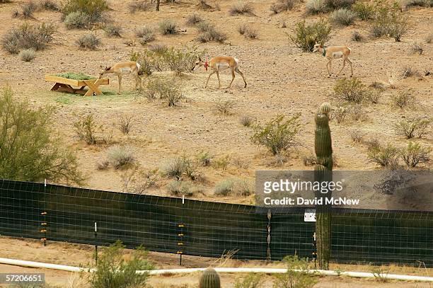 Endangered Sonoran pronghorn antelope in a captive breeding program eat supplemental hay at the Cabeza Prieta National Wildlife Reserve on March 27,...