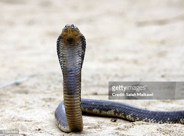An Egyptian cobra rears it's head at Nasr Tolba's home 20km away from Cairo, on March 25, 2006 in Abu Rawwash, Egypt. Nasr Tolba is an Egyptian who...