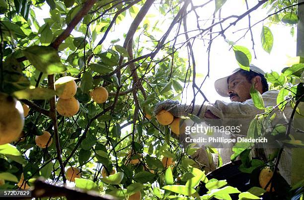 Migrant worker picks oranges at a grove March 29, 2006 in Bradenton, Florida. Much of the agriculture work in the area, including winter vegetables...