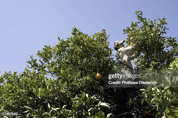 Migrant worker picks oranges at a grove March 29, 2006 in Bradenton, Florida. Much of the agriculture work in the area, including winter vegetables...