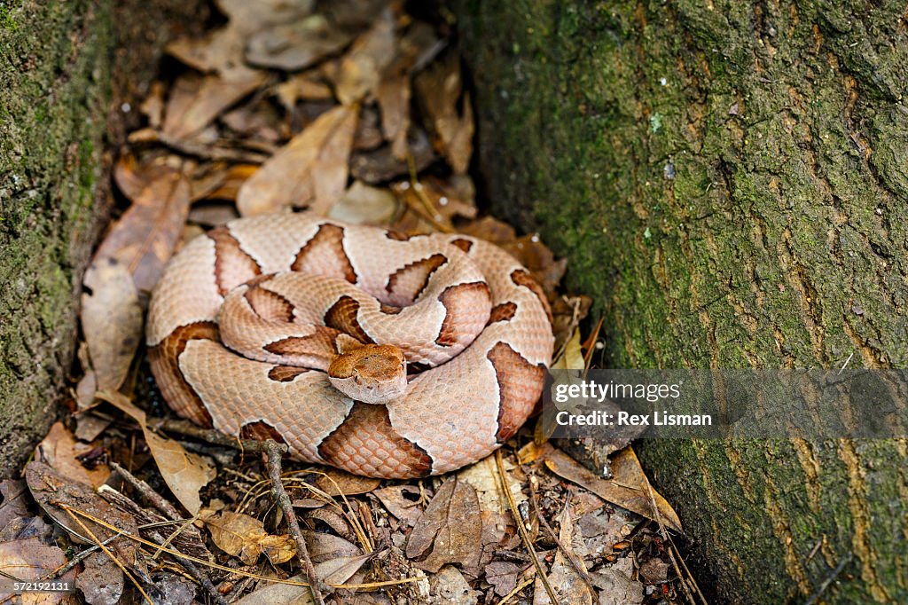 Southern copperhead in ambush position