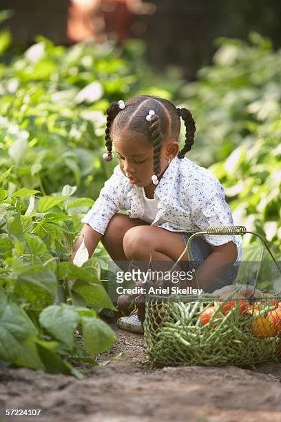 child picking vegetables in garden - braided hairstyles for african american girls stock pictures, royalty-free photos & images