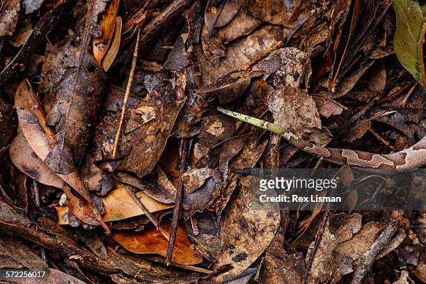 juvenile southern copperhead on forest floor - copperhead 個照片及圖片檔