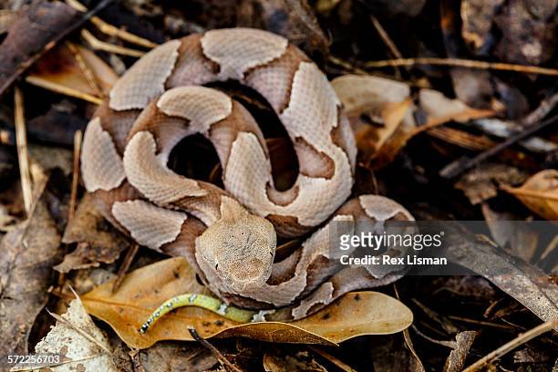 juvenile southern copperhead on forest floor - leaflitter stock pictures, royalty-free photos & images