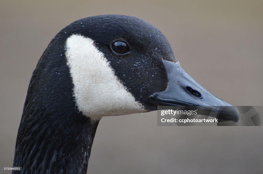 Canada goose