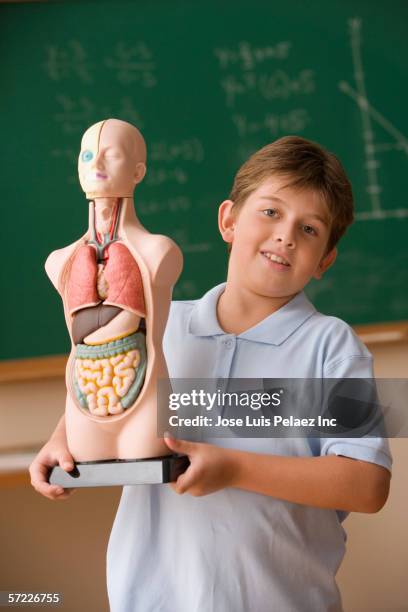 young boy holding a diagram of the digestive system - human-digestive-system-diagram stock-fotos und bilder