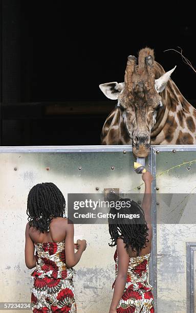 Members of the Nzinga Dance company, Marta and Laurinda de Sousa, feed a giraffe at the launch of the new state of the art exhibit 'Into Africa' at...