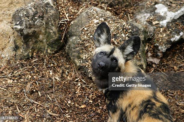 An African hunting dog looks upwards at the launch of the art exhibit 'Into Africa' at London Zoo on April 2, 2006 in London, England. The new...