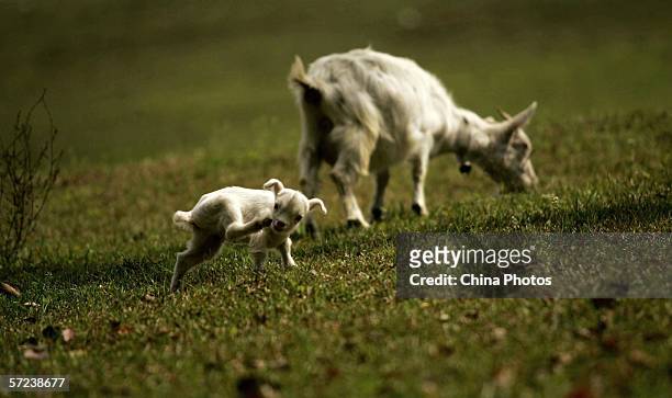 Goat and a kid graze in a Dabieshan Mountain Area field April 2, 2006 in Macheng of Hubei Province, China. The Dabieshan Mountain Area lies on the...