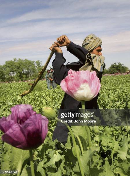Member of the Afghan Eradication Force cuts opium poppies on April 3, 2006 in a field near Lashkar Gah in the Helmand province of southern...