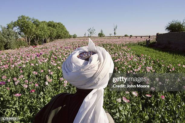 Villager looks over his opium poppy field before the Afghan Eradication Force plowed it under on April 3, 2006 near Lashkar Gah in the Helmand...