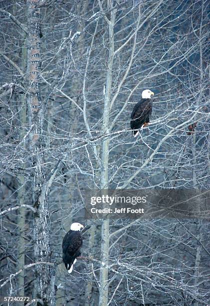 bald eagle in flight. haliaeetus leucocephalus. chilkat river, alaska. - river chilkat bildbanksfoton och bilder