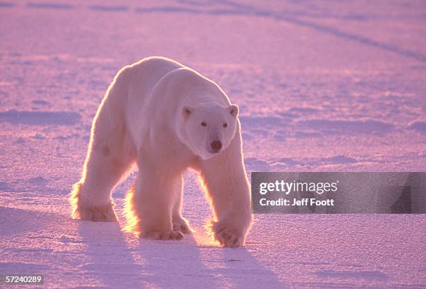 male polar bear in the morning light. ursis maritimus. cape churchill, canada. - bear on white stock-fotos und bilder