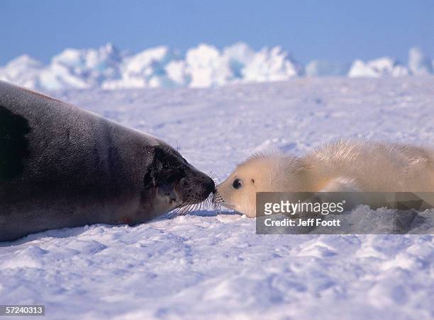 mother and newborn harp seal pup. phoca groenlandica. gulf of st. lawrence, canada. - harp seal stock pictures, royalty-free photos & images