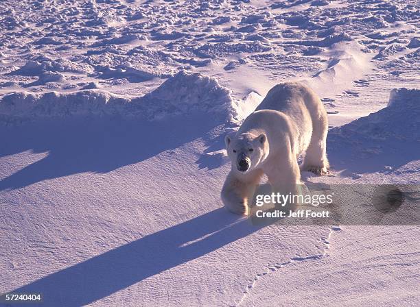 polar bear walks at edge of pack ice. ursus maritimus. cape churchill, hudson bay, manitoba, canada. - hudson bay stock pictures, royalty-free photos & images
