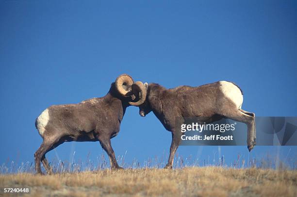 two bighorn sheep butt heads showing rut behavior. ovis canadensis. - mit dem kopf stoßen stock-fotos und bilder