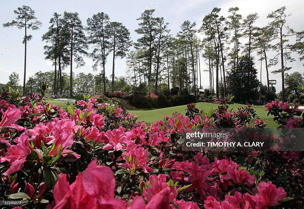 The azalea's are in full bloom on the te