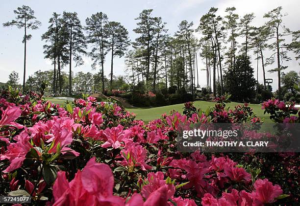 Augusta, UNITED STATES: The azalea's are in full bloom on the tenth hole during first practice round 03 April, 2006 at the Augusta National Golf Club...