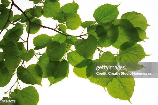 lime tree leaves, (tilia), close-up - lime tree stockfoto's en -beelden