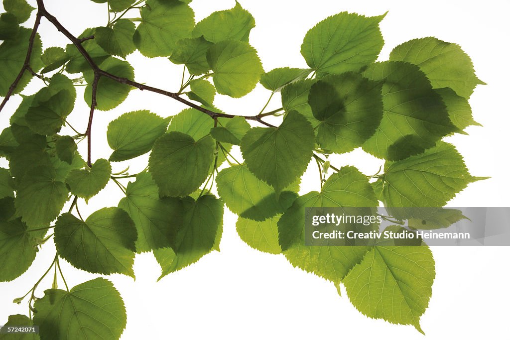 Lime tree leaves, (Tilia), close-up