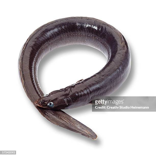 eel (anguilliformes), elevated view - saltwater eel 個照片及圖片檔